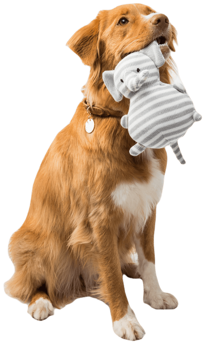 Sask Pets Directory 4