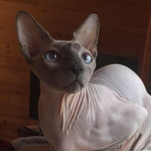 Prairies Sphynx Rescue