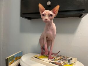 Prairies Sphynx cat 3