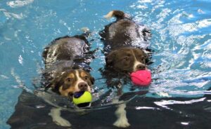 Saskatoon Waterpaws Canine Aquatic Centre