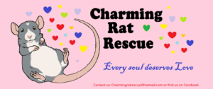 Charming Rat Rescue