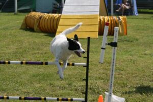 D & S Dogs of Course Agility Training