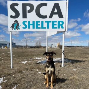 Swift Current SPCA