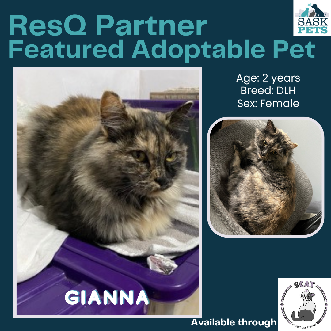 Featured Adoptable Pets — SaskPets
