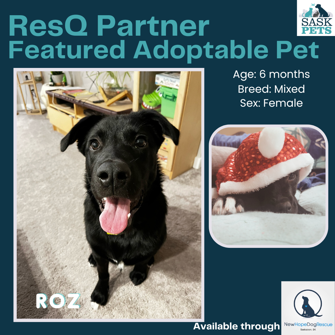 ResQ Partner Featured Adoptable Pet SCAT