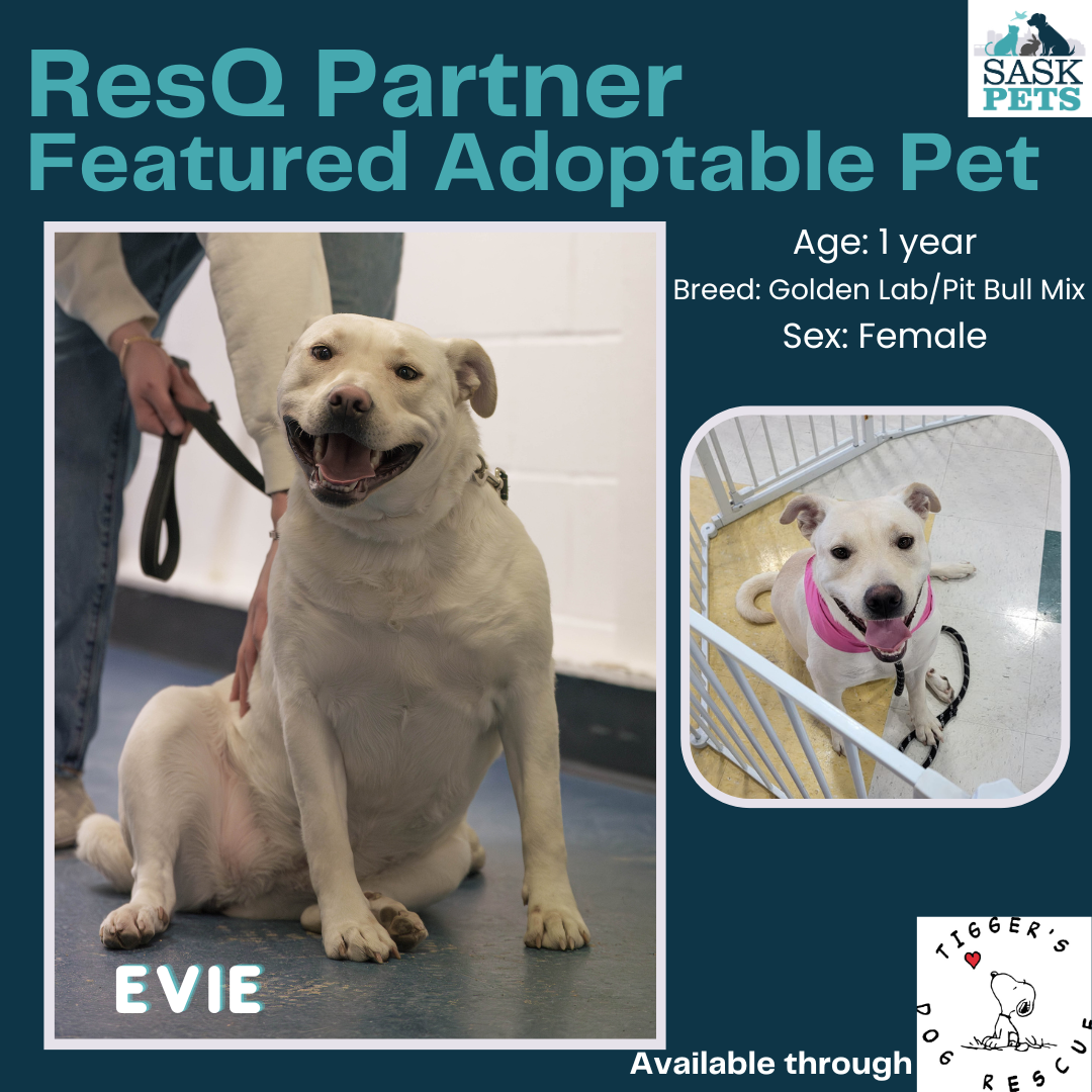Featured Adoptable Pets — SaskPets