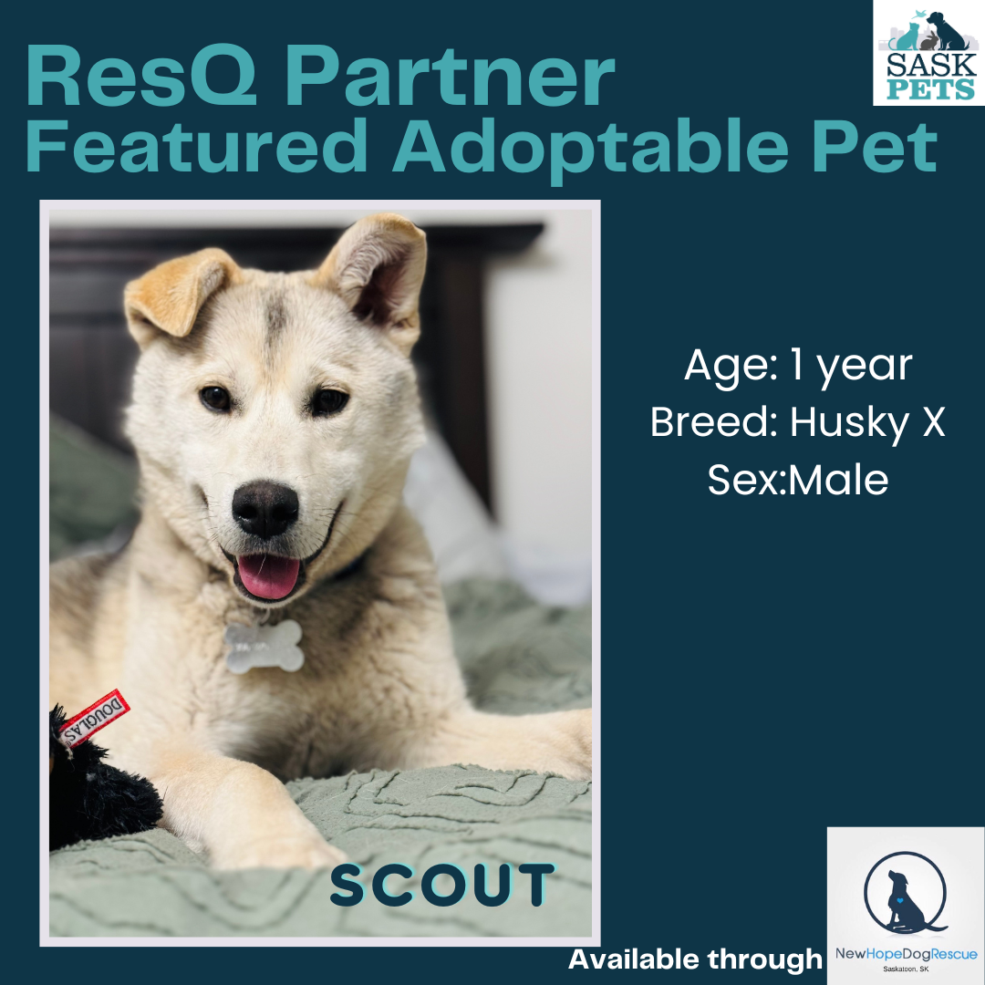 ResQ Partner Featured Adoptable Pet New Hope