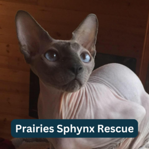 Prairies Sphynx Rescue