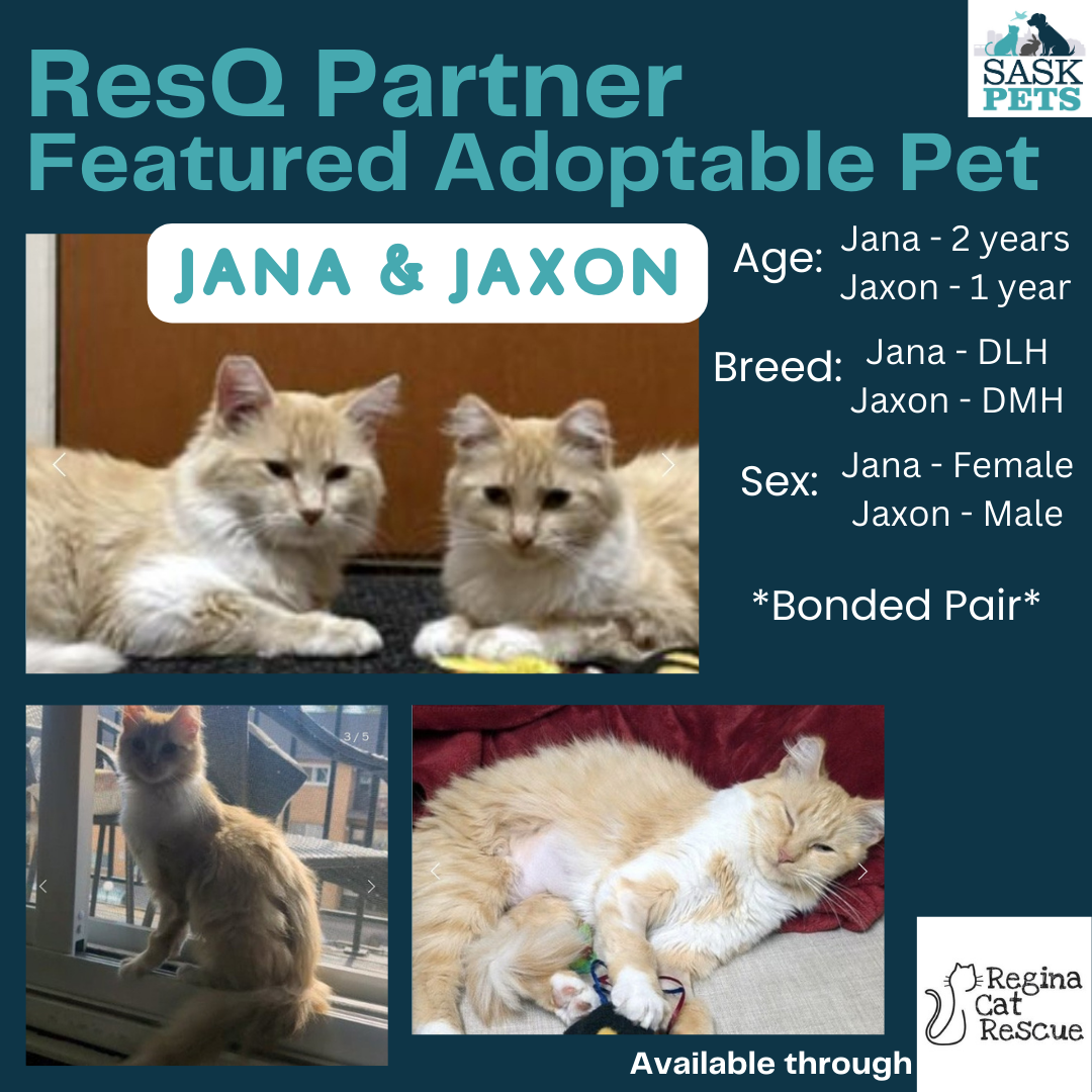 ResQ Partner Featured Adoptable Pet Regina Cat Rescue