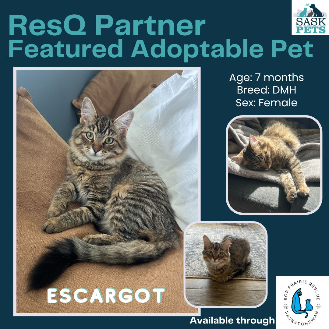 ResQ Partner Featured Adoptable Pet SOS Prairie Rescue