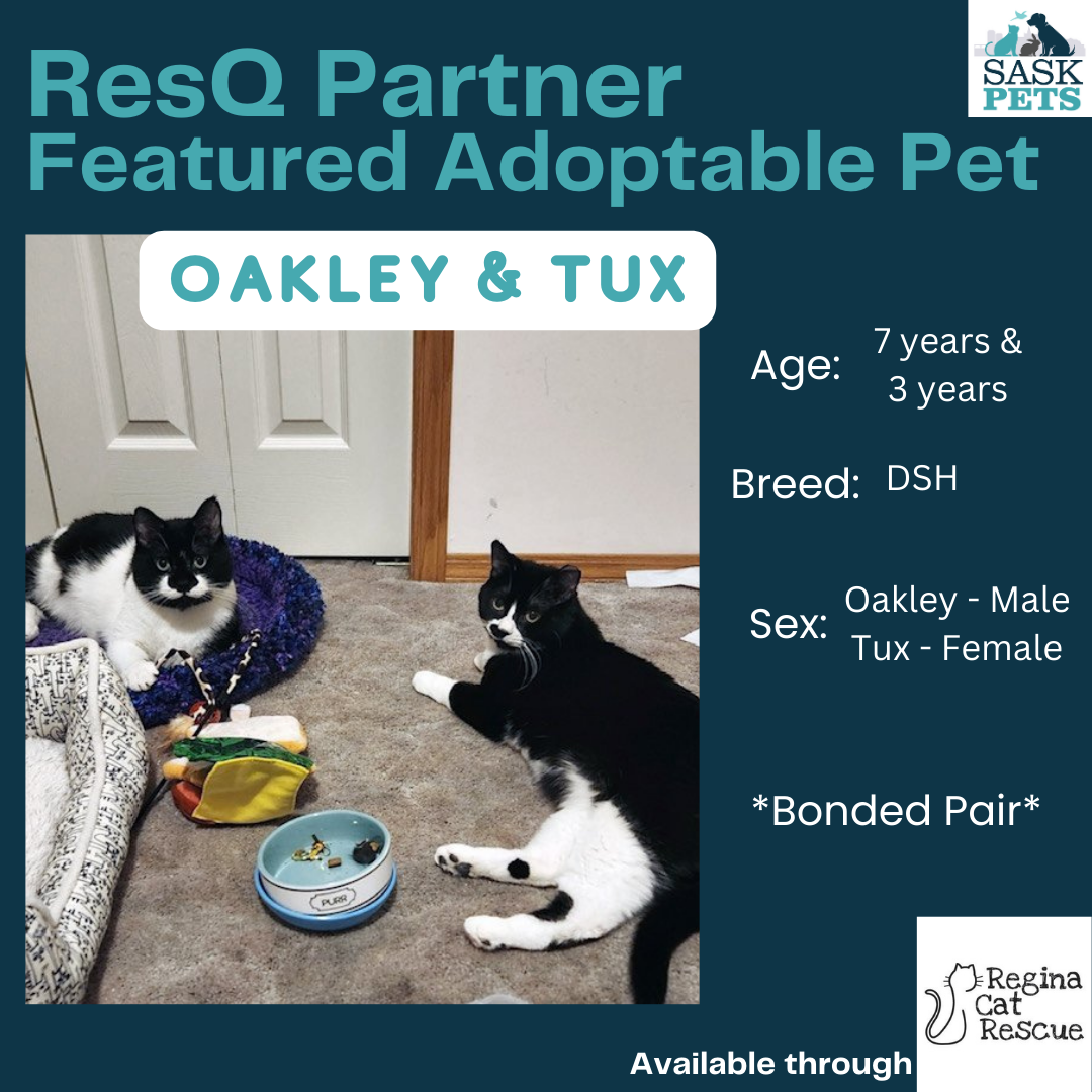 ResQ Partner Featured Adoptable Pet Regina Cat Rescue