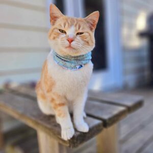 Neck Gaiter