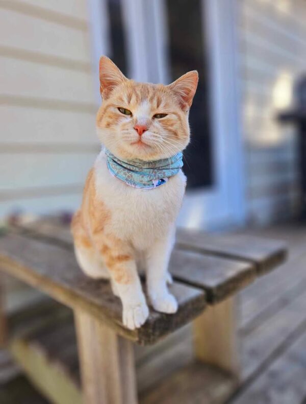 Neck Gaiter