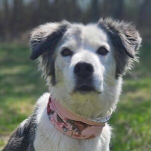 Neck Gaiter - Various Patterns