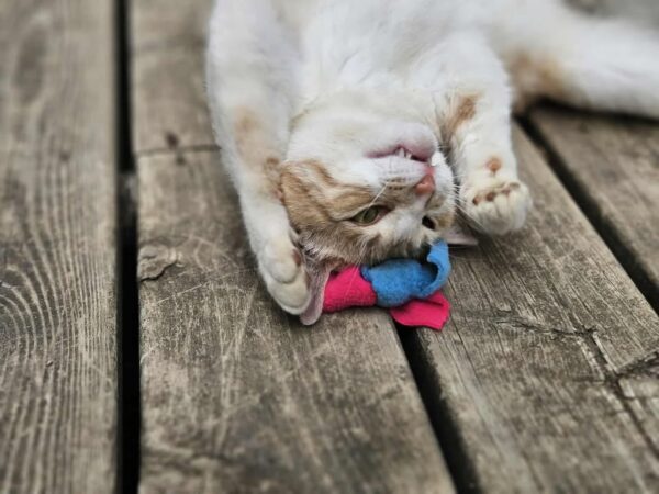 Catnip Knots - 3 pack - Image 6