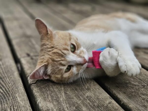 Catnip Knots - 3 pack - Image 5